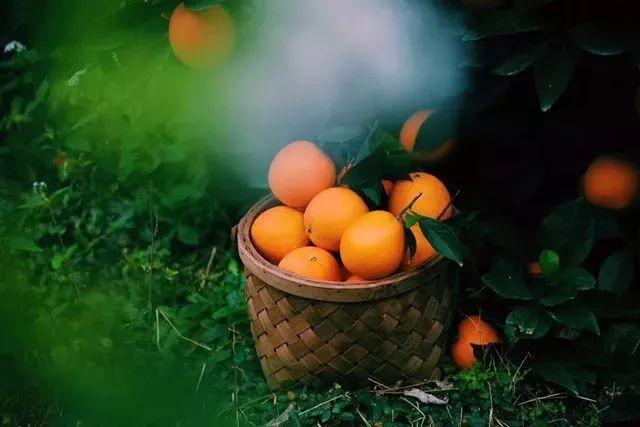 秋季吃柳丁有什麼好處？